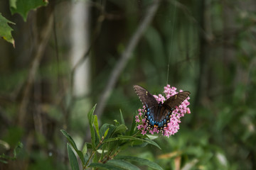 Wall Mural - Butterfly Landing on a Flower