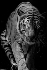 Wall Mural - Black and white Tiger portrait in front of black background