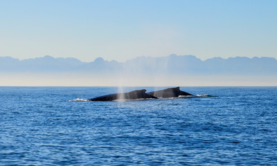 Humpback Whales