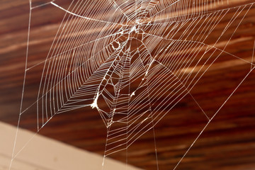 Spider Web