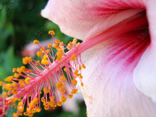  Obraz duże kwiaty   duzy-kwiat-hibiskusa