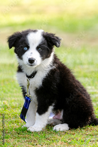 Cute Border Collie Puppy With One Blue Eye And One Brown Eye Sitting On Green Lawn At Puppy Training Class Stock Photo Adobe Stock