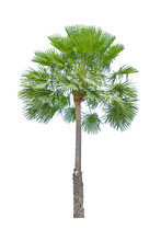 Fan Palm Tree On White Background