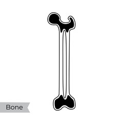 Sticker - Vector illustration of bone marrow