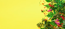Ingredients Of Herbal Alternative Medicine, Holistic And Naturopathy Approach On Yellow Background. Herbs, Flowers For Herbal Tea. Top View, Copy Space, Flat Lay