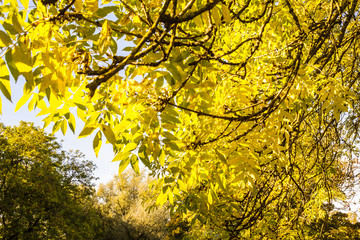 Sticker - Beautiful, autumnal background with canopy of leaves and branches