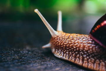 One snail on the natural background, macro view.  Big beautiful helix with spiral shell.