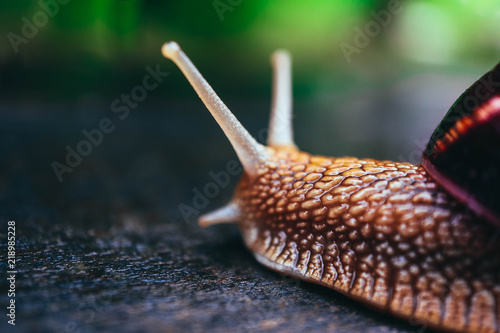 Plakat Jeden ślimaczek na naturalnym tle, makro- widok. Duża piękna spirala z muszli spiralnej.