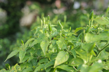 Green fresh chilli on the chilli farm