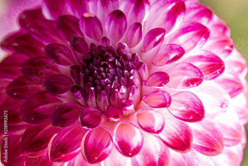  Obraz duże kwiaty   chryzantema-duzy-kwiat