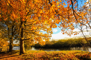 Canvas Print - Beautiful, golden autumn scenery with trees and golden leaves in the sunshine in Scotland