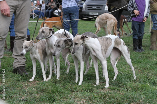 brindle and white whippet