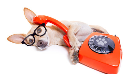 Poster - dog on the phone