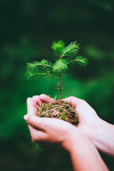 Female hand holding sprout wilde pine tree in nature green forest. Earth Day save environment concept. Growing seedling forester planting