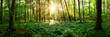 Beautiful forest panorama in Summer with bright sun shining through the trees