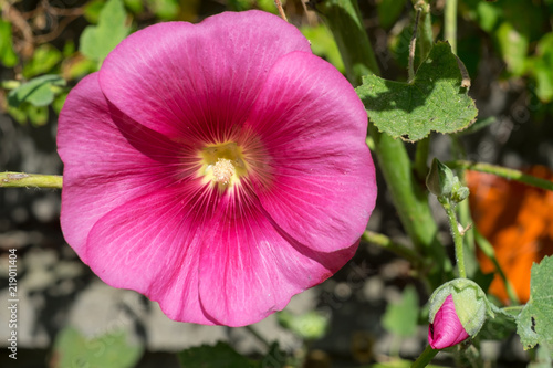 Fleur De Rose Trémière Alcea Rosea Buy This Stock Photo