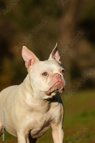 Fotografie, Obraz White albino French Bulldog outdoor portrait