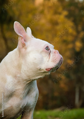 french bulldog albino