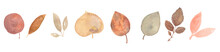 Set Of Autumn Watercolor Leaves Isolated On White Background.