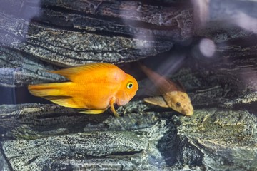 golden fish in aquarium