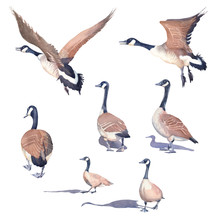 Hand Drawn Set Of Canada Geese On A White Background.