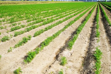 Wall Mural - Large vegetable field with carrots in summer  