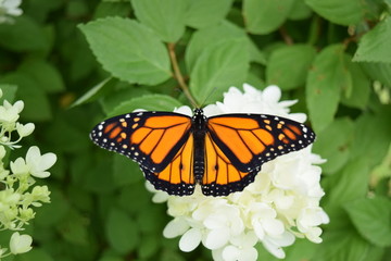 Monarch Butterfly