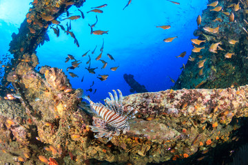 Predatory Lionfish patrolling an old, rusting shipwreck in a tropical ocean