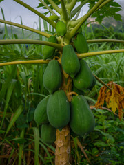 Papaya tree in the orchard..