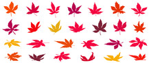 Set Of 26 Colorful Autumn Leaves Vector Illustrations On The White Background- Momiji Leaf