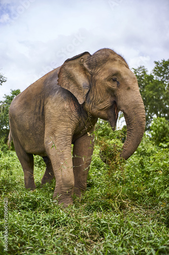 Zdjęcie XXL słoń baw się trawą