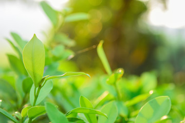 Wall Mural - Green leaves of the banyan tree with nature background in garden at summer under sunlight, Close up view