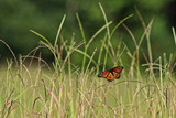 butterlfy