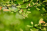 Fototapeta Kuchnia - Green leaves in the nature with bokeh background.