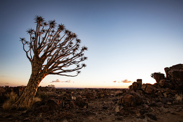 Wall Mural - Quivertrees are unique to Namibia