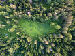 Glade in the forest. drone view