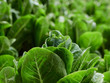 Organic green leafy vegetables