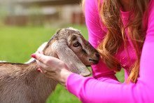 Young Woman In Pink Petting Brown Baby Goat Kid. Only Her Hair And Hands Visible.