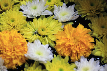 Closeup yellow marigold flower with white and yellow dandelions floating on the water in the flat pottery water.