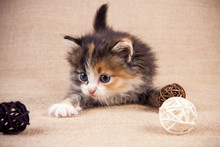 Kitten Plays With A Ball On A Woven Background. Warm Colors