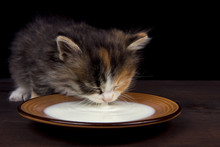 The Kitten Drinks Milk From A Plate  On A Dark Wooden Background