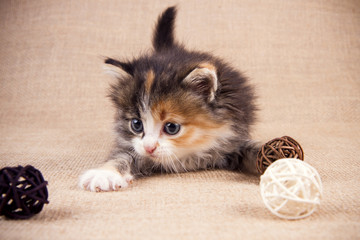 kitten plays with a ball on a woven background. warm colors