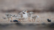 Piping Plover chicks with Female