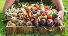 Gardener With Fresh Organic Vegetables. Harvest Of Produce In The Garden, Organic Farming Concept