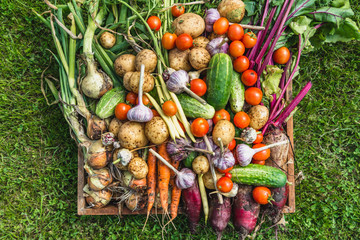 Wall Mural - Fresh organic vegetables in the box. Farm vegetable harvest.