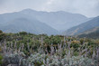 landscape in Rancho Cucamonga