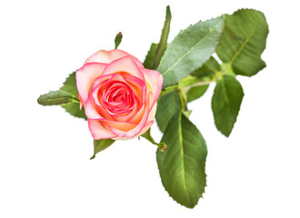 Wall Mural - Pink rose isolated on white. Top view.