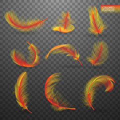 Wall Mural - set of isolated falling colored fluffy twirled feathers on transparent background in realistic style