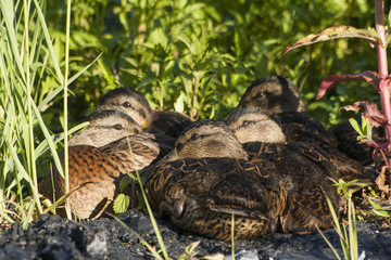 ducks family nature