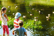 Adorable Girl And Two Little Boy Feeding Ducks In Park Pond On Summer Day. Kids Taking Care Of Animals. Outdoor Fun For Children In Summer Time. Family Day Trip To Birds Zoo.